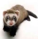 Ferrets