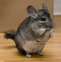 Chinchilla