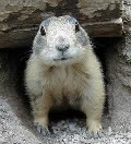 Prairie Dogs