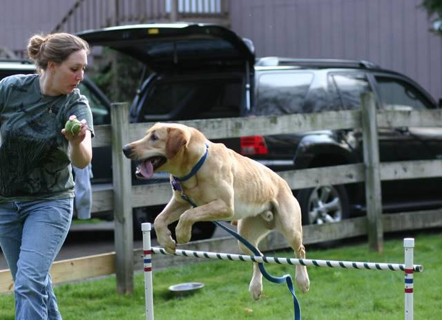 Abraham & Eggs started Agility... uh-oh MomAbeAgility35-08