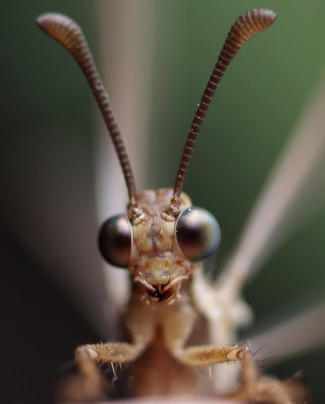 Quelques insectes au jardin CopiadeP2202000