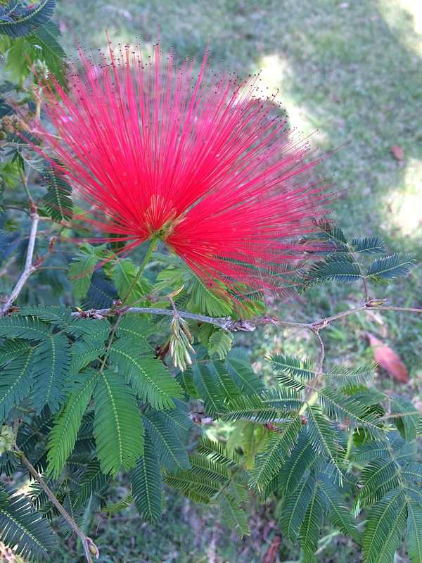 Calliandra tweediei(Ajoute) 49d73c50-c3d8-4946-ac51-a76f78bb593d_zpsc7djmhge