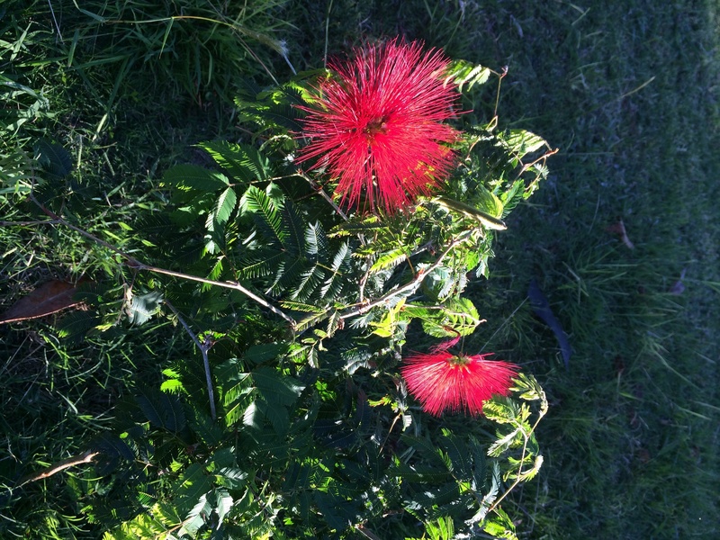 Calliandra tweediei(Ajoute) IMG_8141_zpsjrxcuczj