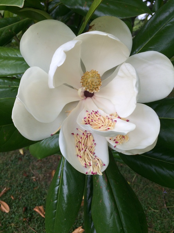 Magnolias!! IMG_8454_zpsm53xfr1k