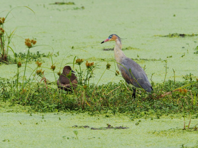 L'Olympus 50-200 sur MFT!!(AJOUTE) P3210021_zpsrivhb58y