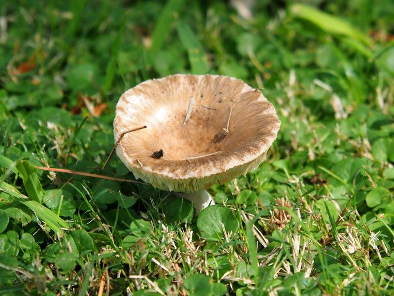 Champignon que je ne connais pas!! P3260006%202_zpsxo96c81n