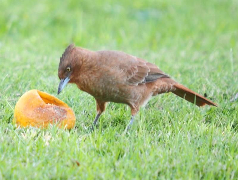 Pas mal cette orange!! P4090023_zpss0i5yvjw