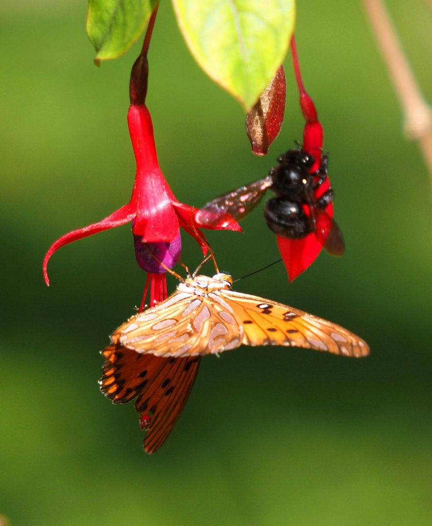 Papillon.bourdon et fleur P5030003_zpsq10ehmhx