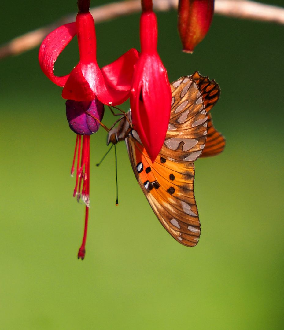 Papillon.bourdon et fleur P5030006_zpsdsz8eige