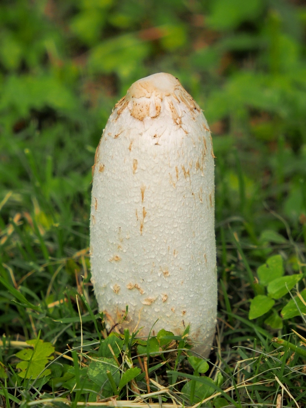 Coprinus comatus PA310023_zpsr9zy2pqd