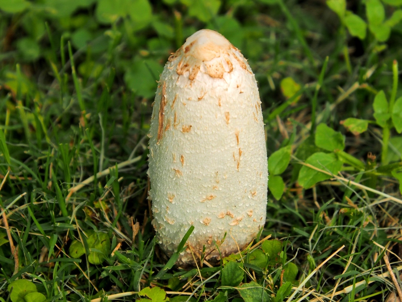 Coprinus comatus PA310024_zpstnt28j08