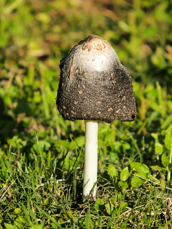 Coprinus comatus PB010048_zpsavib4fxe