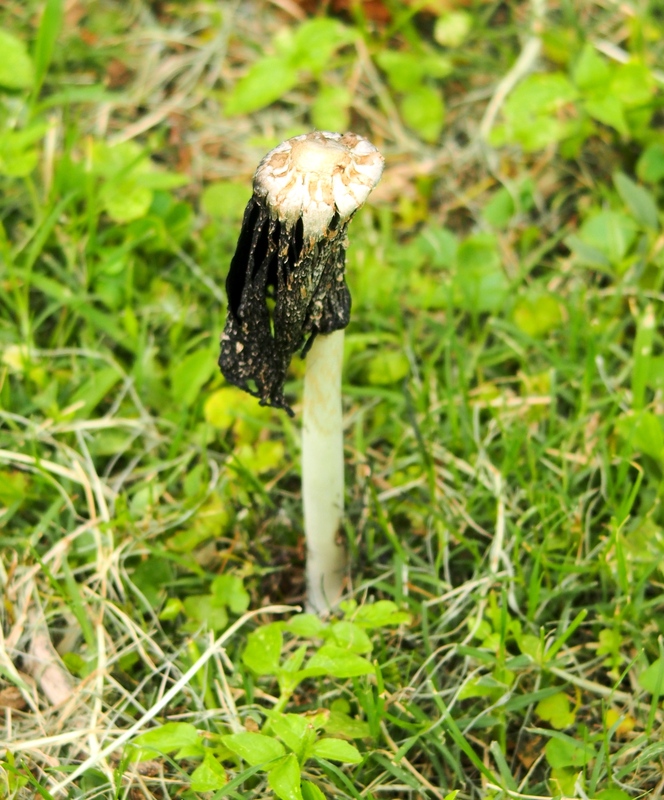 Coprinus comatus PB020022_zpsmzp8zbfk