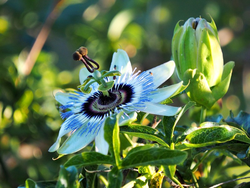 Passiflore bleue(Ajoute) PB050045_zpsmibtsjpv