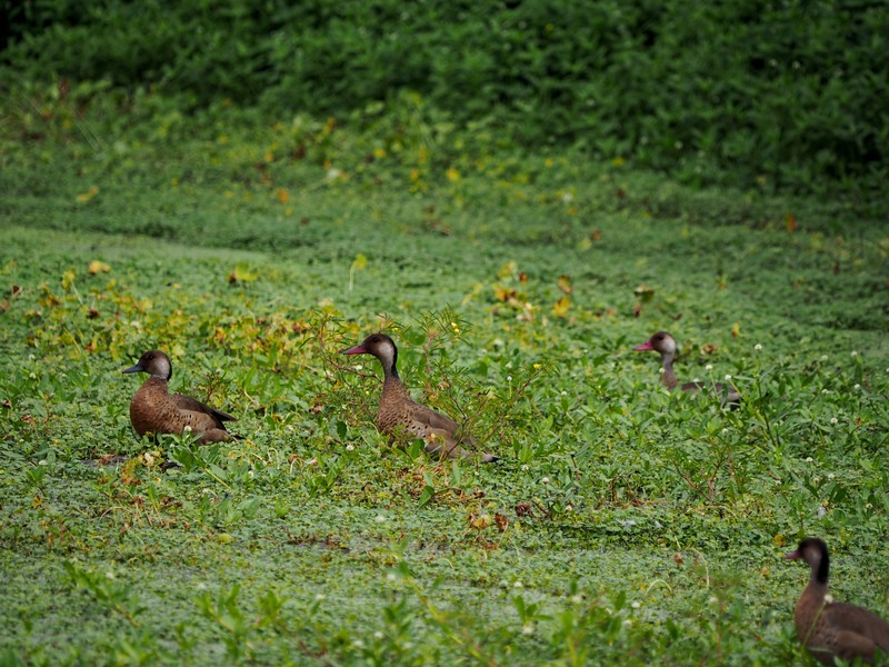 Mes amis au jardin (Ajoute)++ PB170011_zps10yqswps