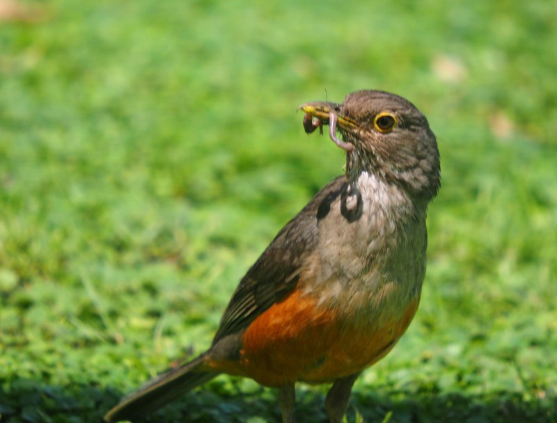 Turdus rufiventris au nid(Ajoutte) PC210028_zpsj0afz6wn