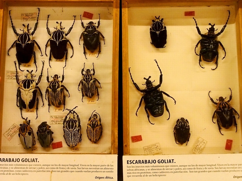 Au Musée de la Mer et Insectes!! P1150021_zpsyjm6wbpp