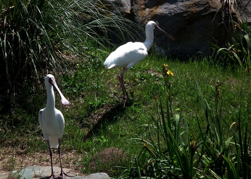 Cignes,spatules et pelicans DSCF2186