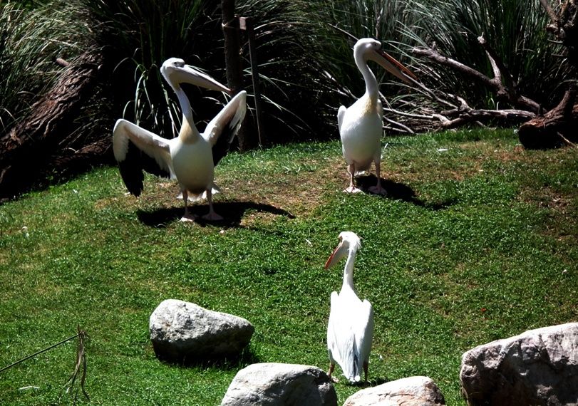 Cignes,spatules et pelicans DSCF2187