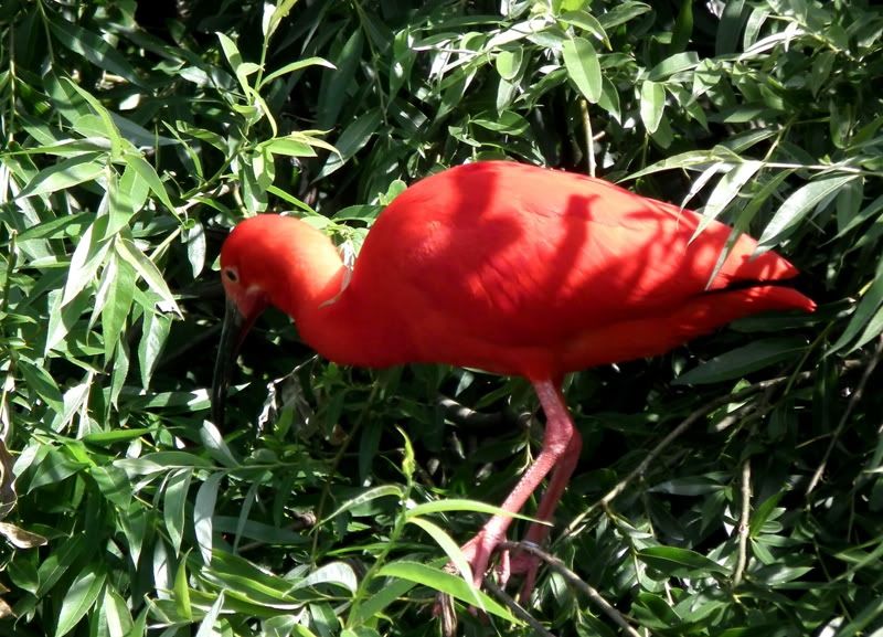 Ibis... DSCF2306