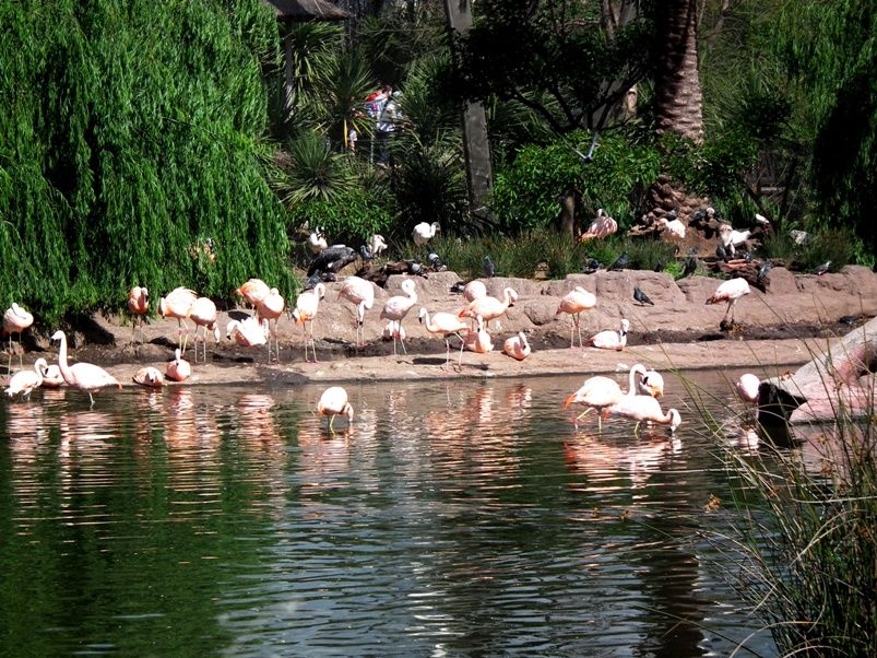 Visite a Temaiken,(Zoo a Buenos Aires) DSCF2322