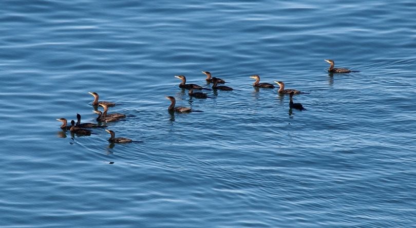 Cormorans en face P1153180