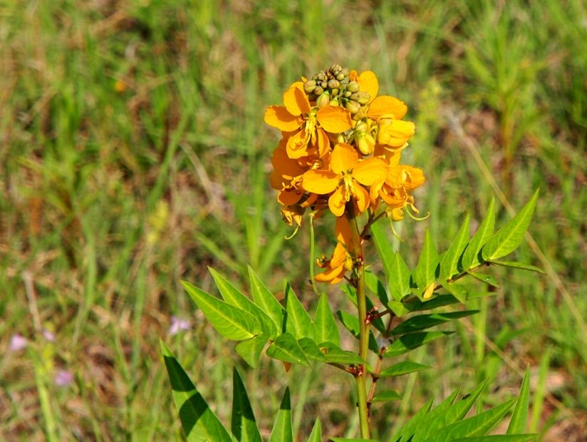 Fleurs des champs P2193839