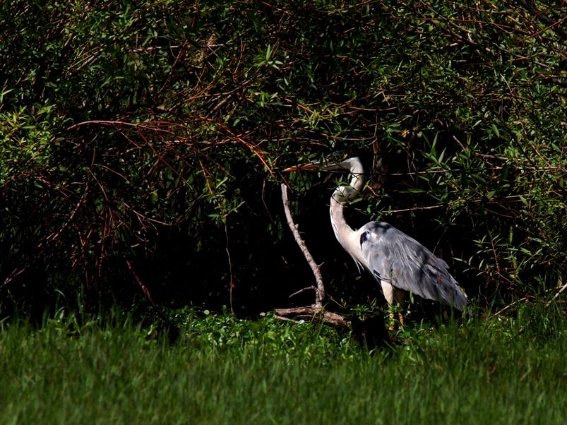 Herons..!! P3090117