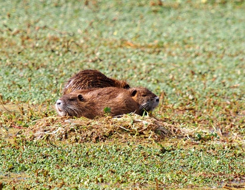 Myocastor coypus bonariensis P5180722