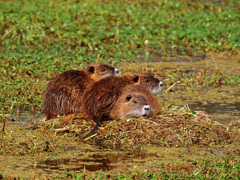 Myocastor coypus bonariensis P5180724