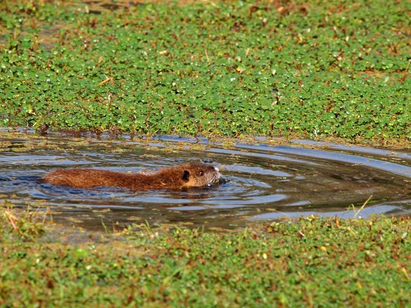 Myocastor coypus bonariensis P5180727