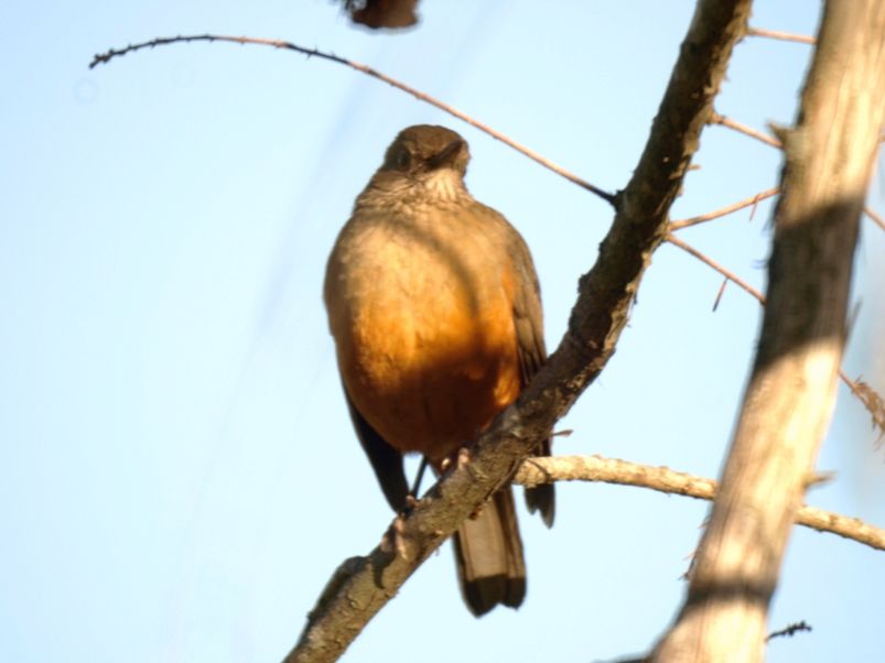 Oiseaux a 800mm P7033277