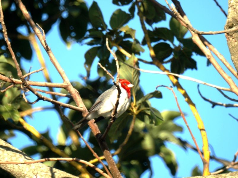 Oiseaux a 800mm P7033293