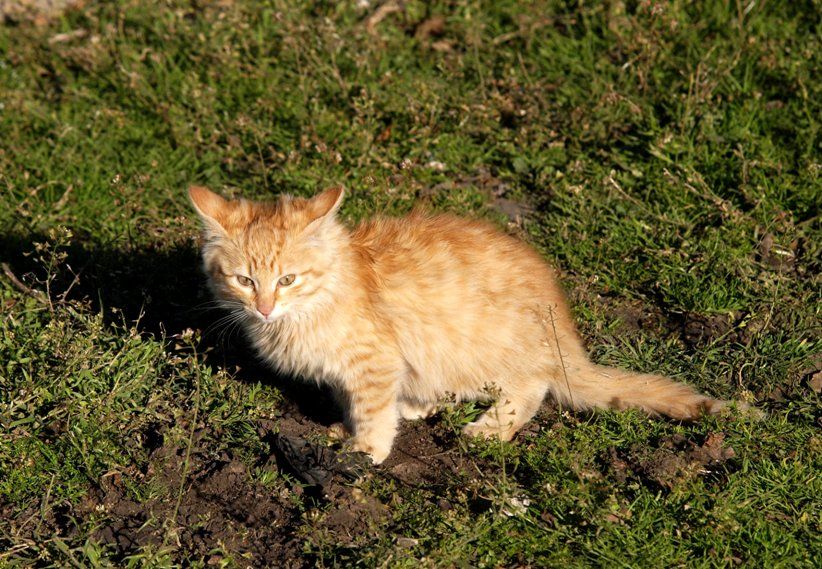 Chats et pas chats!! P7043318