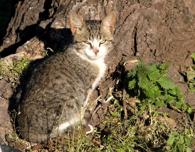 Chats et pas chats!! P7043320