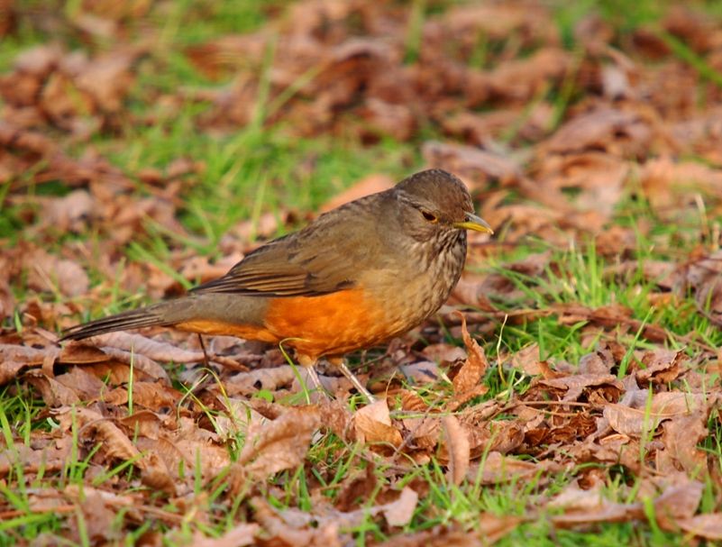 Turdus rufiventris P7201145