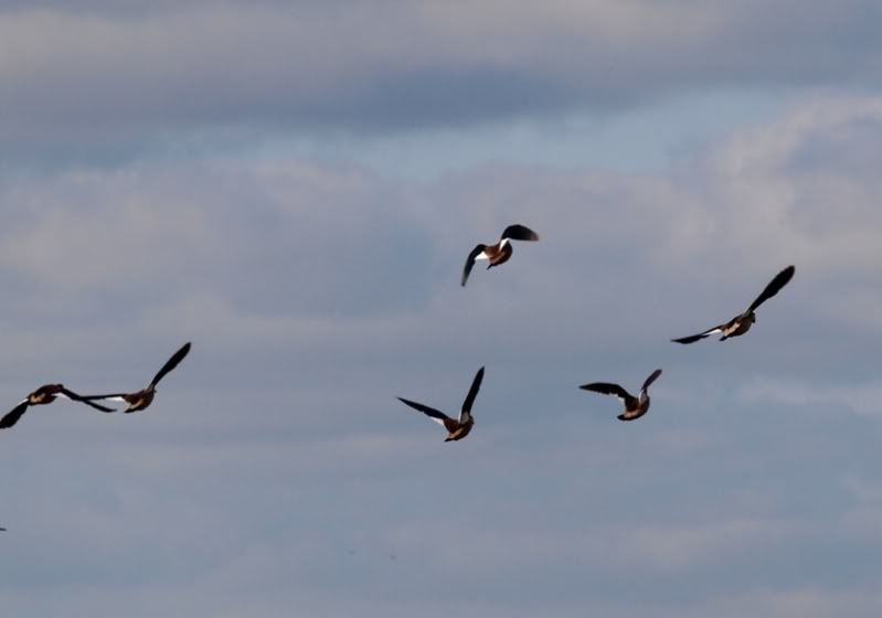 Canards!! P9181545