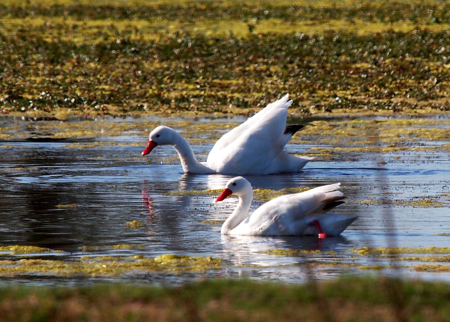 Le lac des cignes P9191559