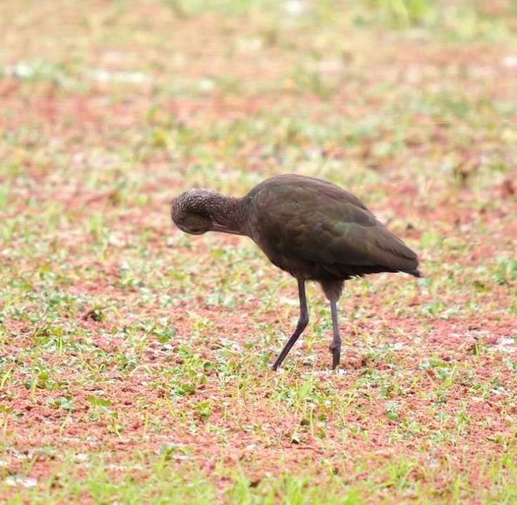 Ibis,etc!! P9231765