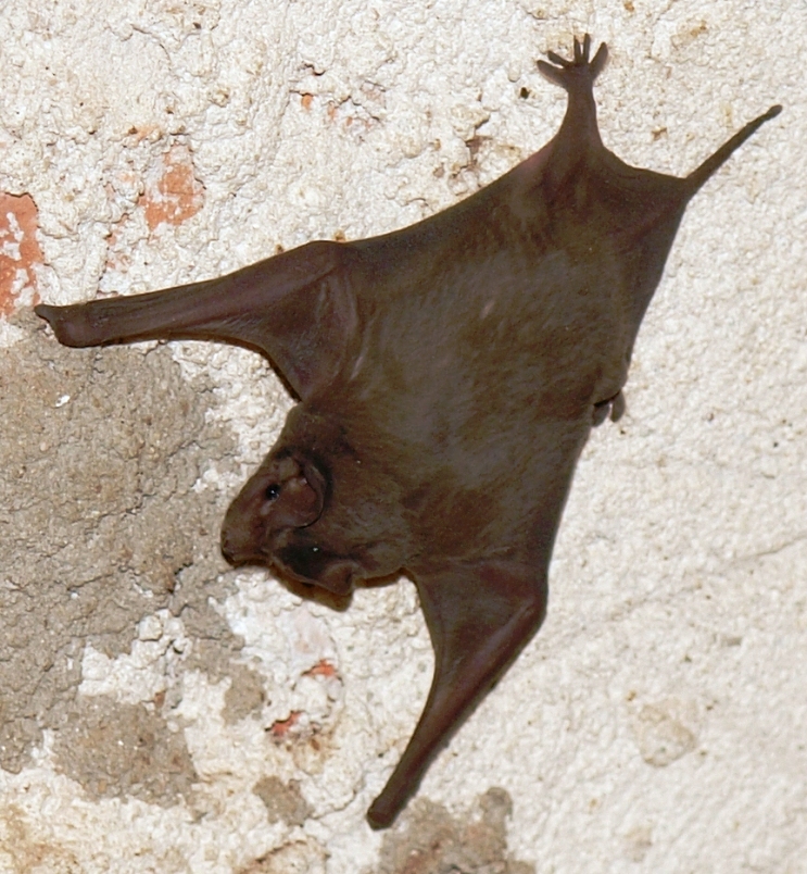 Chauve souris!!(Ajoute) P2014456