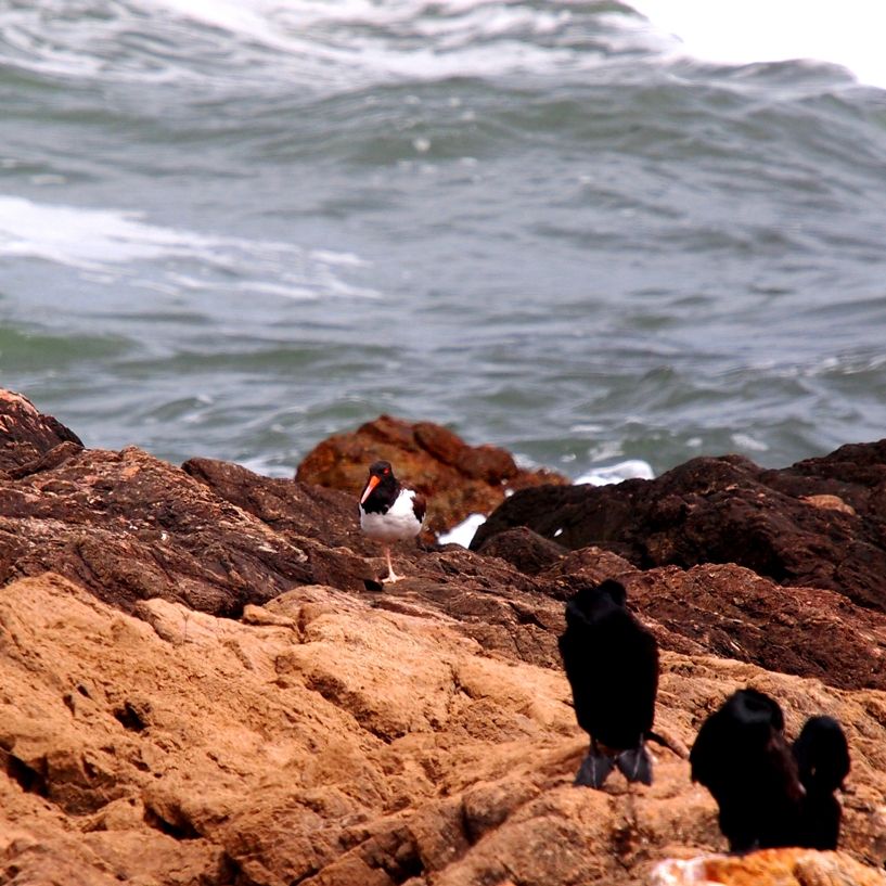 Bord de mer... P2192676_zps6a7b3ebd