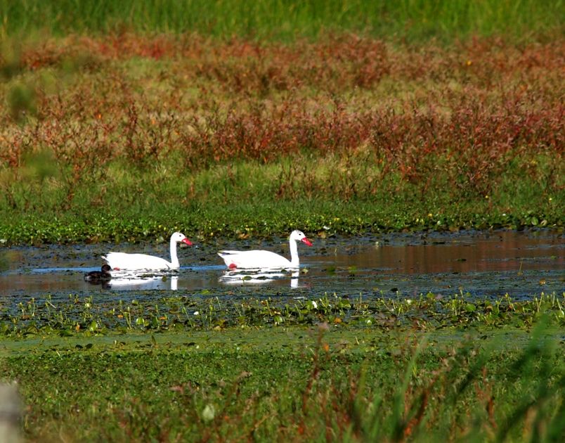 Sur le lac de mon voisin!! P3072687_zps7885a58c