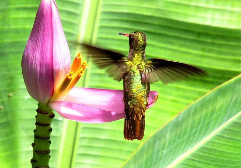 Les petits oiseaux mouche!! P3212930_zps705b276b