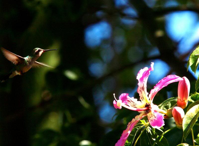 Les petits oiseaux mouche!! P3222952_zps8d345e89