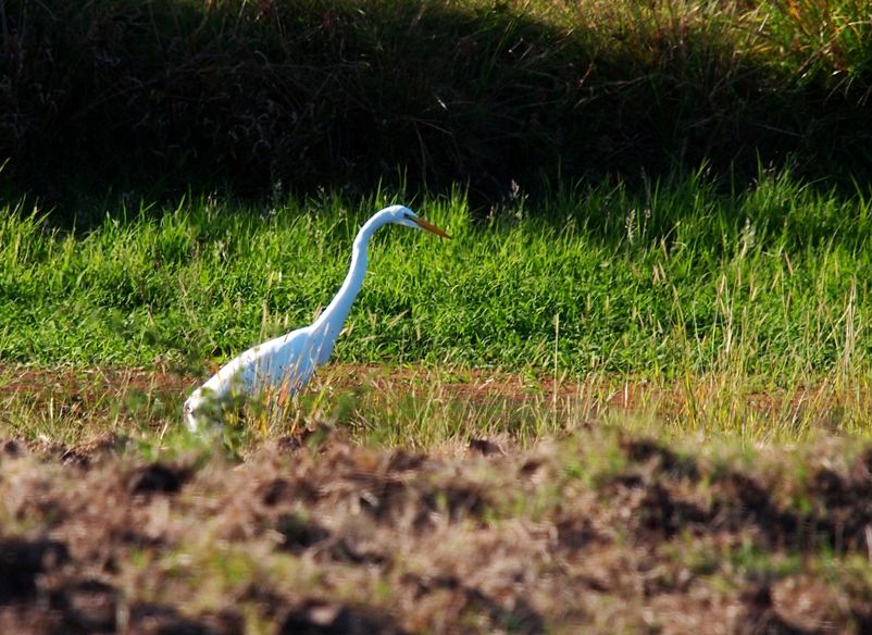 Grande aigrette 1 P3233014_zps977b9d20