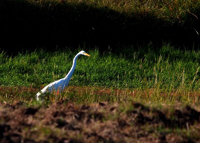 Grande aigrette 1 P3233015_zps888cff49