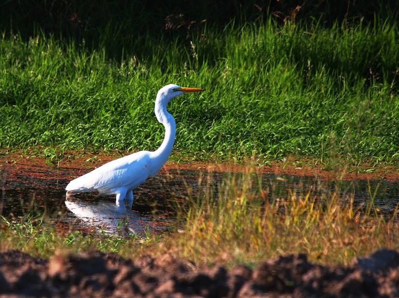 Grande aigrette 1 P3233017_zpsdd45c8c9