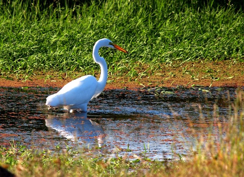 Grande aigrette 1 P3233022_zps2a824f77