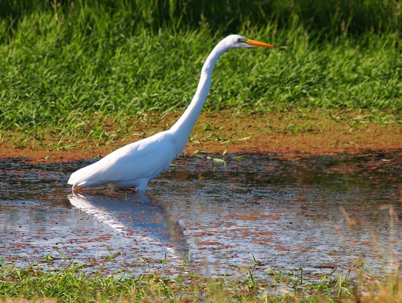 Grande aigrette 1 P3233026_zps4b49f26d