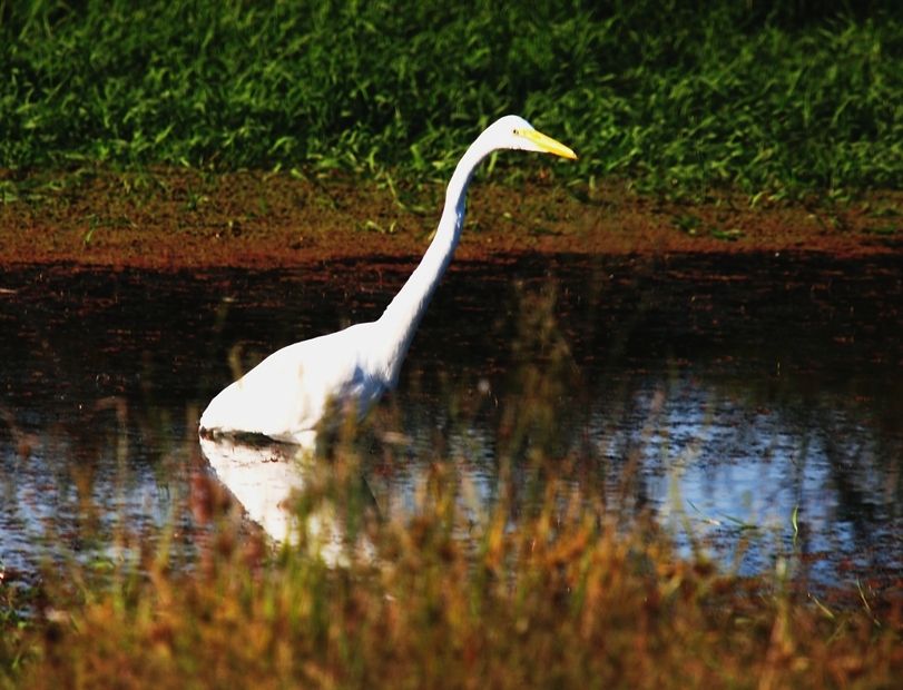 Grande aigrette 1 P3233027_zps05badf1d